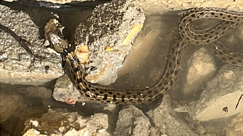 Checkered Garter Snake