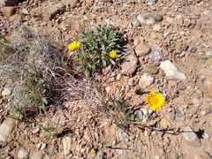 Tetraneuris argentea