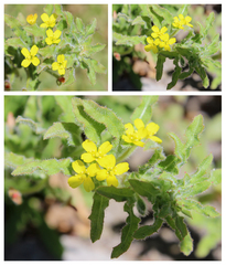 Camissoniopsis hirtella