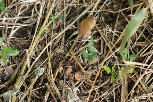 Cerradomys vivoi