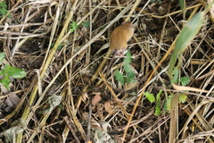 Vivo's Cerradomys photo 3