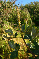 Aesculus parryi