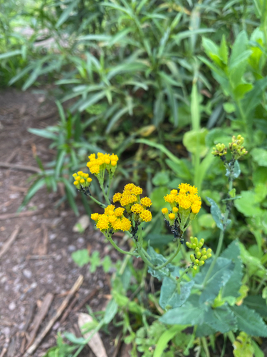 Senecio odoratus, photograph 1