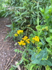 Senecio odoratus
