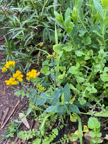 Senecio odoratus, photograph 2