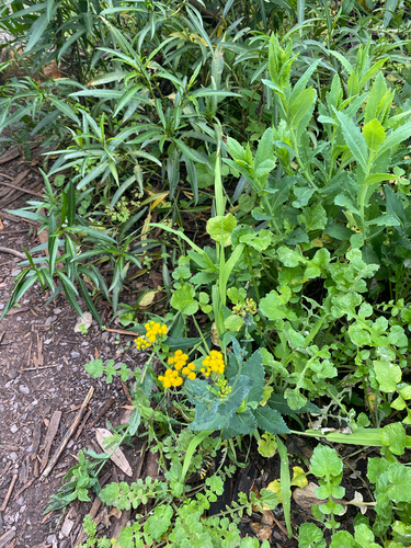 Senecio odoratus, photograph 3