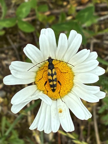 Spotted Longhorn Beetle