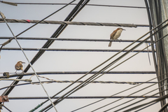 Campylorhynchus rufinucha