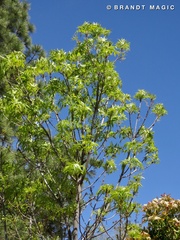 Fraxinus angustifolia oxycarpa