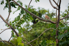 Campylorhynchus rufinucha