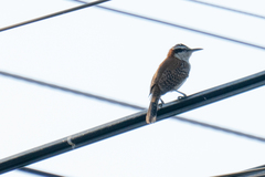 Campylorhynchus rufinucha