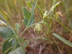 Hebecarpa ovatifolia