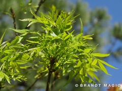 Fraxinus angustifolia oxycarpa