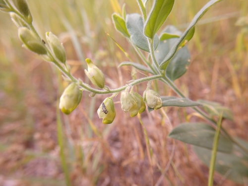 Image of Hebecarpa ovatifolia by (c) Cleveland Powell, some rights reserved (CC BY)