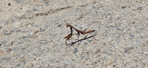 Balkan Ground Mantis