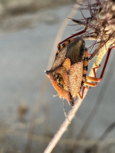 Red Shield Bug