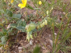Hebecarpa ovatifolia