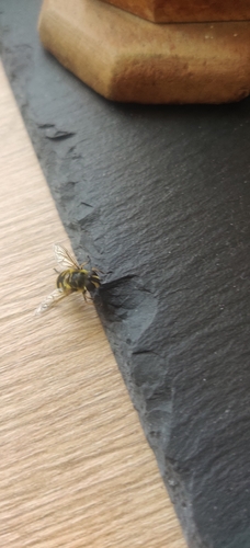 Yellow-haired Sun Fly