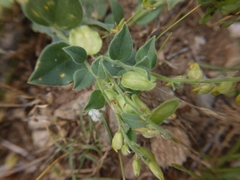 Hebecarpa ovatifolia