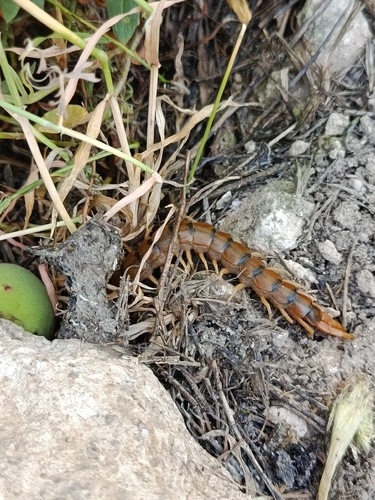 Mediterranean Banded Centipede