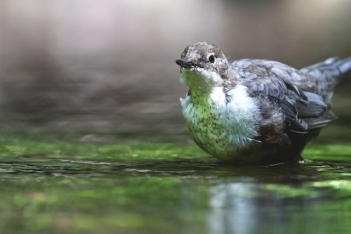 White-throated Dipper