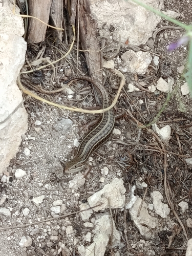 Bridled Skink