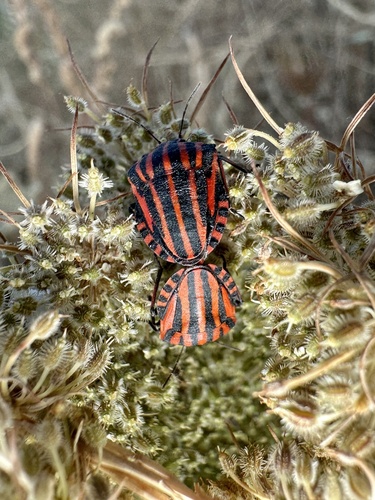 Continental Striped Shield Bug