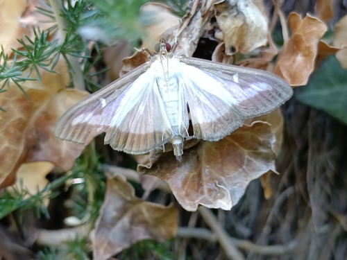 Box Tree Moth
