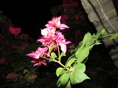 Bougainvillea