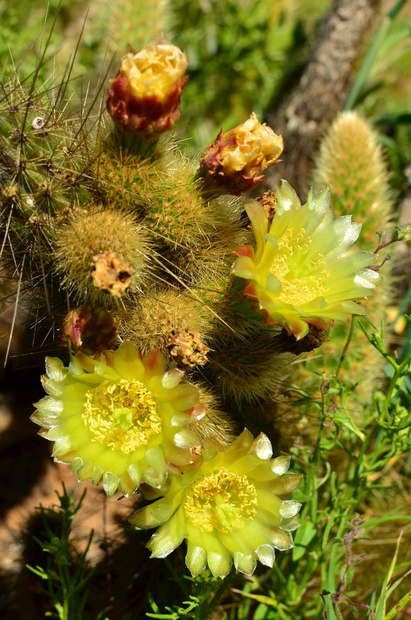Bergerocactus