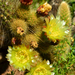 Bergerocactus - Photo (c) Christian Schwarz, some rights reserved (CC BY-NC), uploaded by Christian Schwarz