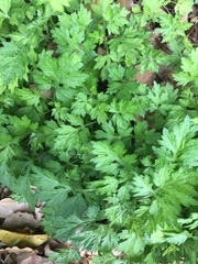 Artemisia princeps