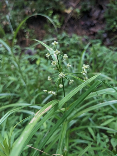 Scirpus polyphyllus, photograph 5