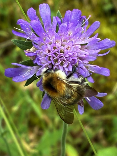 Common Carder Bumble Bee