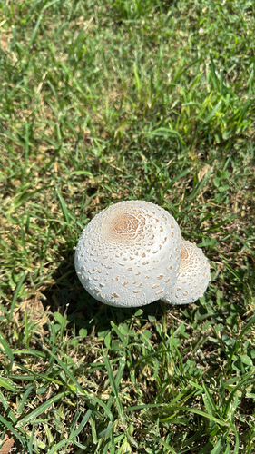 Green-spored Parasol