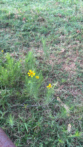 Bitterweed