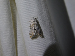 Eoparargyractis