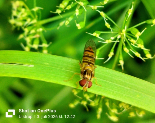 Marmalade Hover Fly