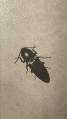 Melanactes densus