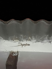 Hemidactylus mabouia