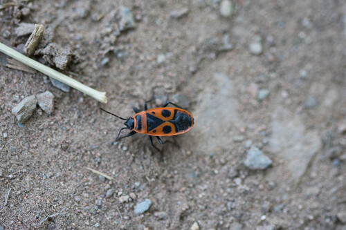 European Firebug