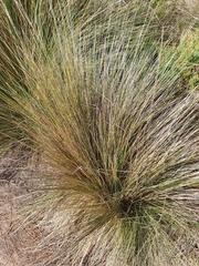 Austrostipa stipoides