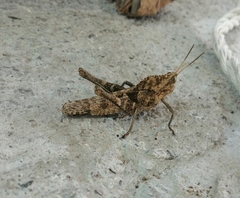 Xyleus discoideus mexicanus