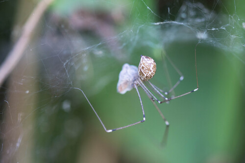 Marbled Cellar Spider