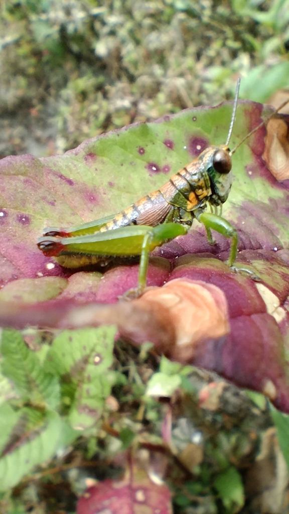 Jivarus ochraceus