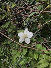 Rubus hirsutus