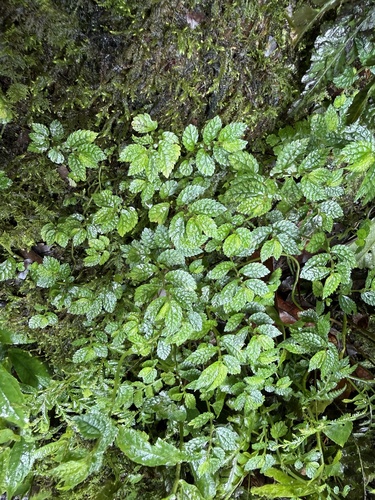 Elatostema parvum observed 2026-07-02