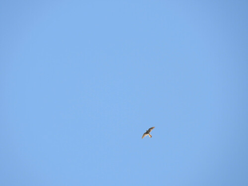 Eurasian Kestrel