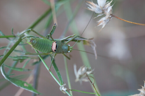 Rough Saddle Bush-cricket