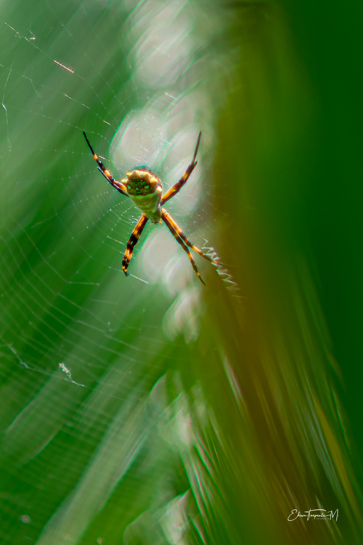 Argiope argentata image